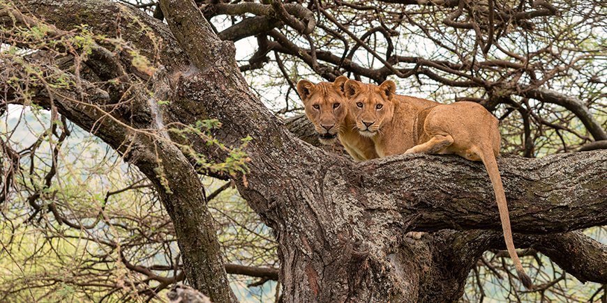 Puuhun kiipeäviä leijonia Manyara-järvellä