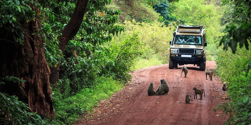 Paviaaneja tiellä Manyara-järven kansallispuistossa