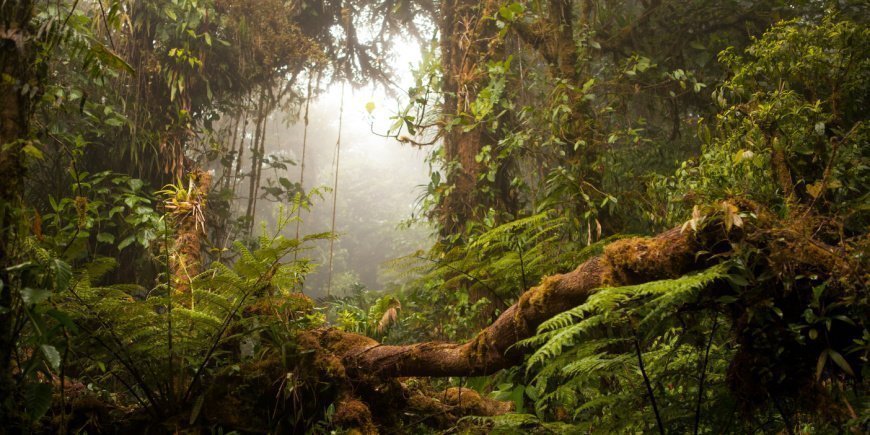 Monteverden pilvimetsä Costa Ricassa