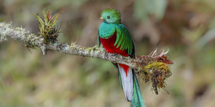Ketsaali-lintu Monteverdessä Costa Ricassa