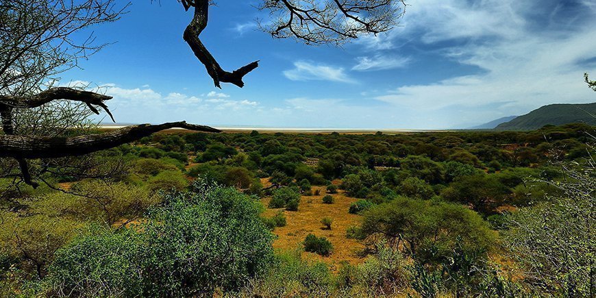 Metsä Manyara-järven kansallispuistossa