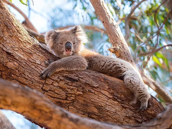 Suuri Australian kiertomatka