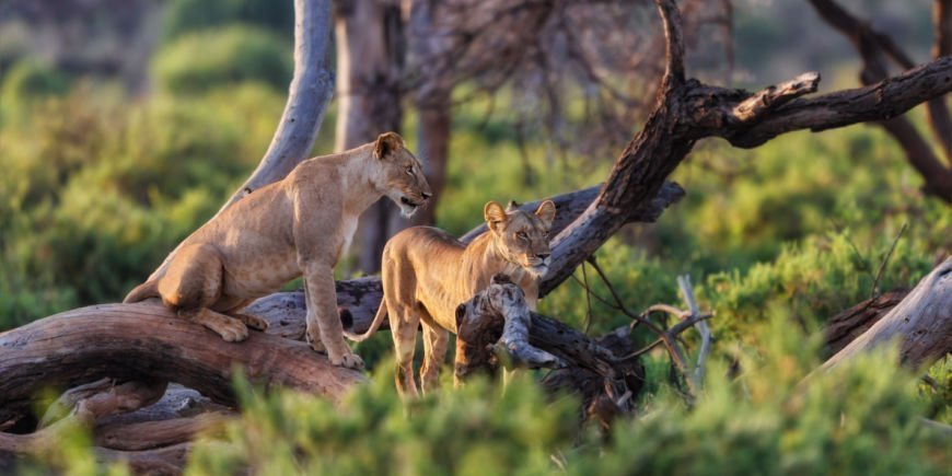 Kaksi leijonaa Samburussa