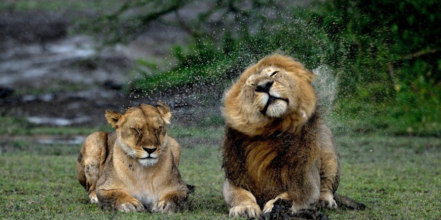 Kaksi leijonaa makaa vierekkäin sateessa 
