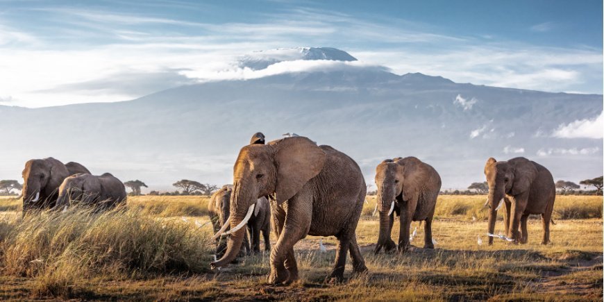 Norsuja Amboselin kansallispuistossa, taustalla Kilimanjaro