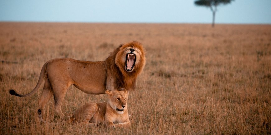 Leijonauros ja leijonanaaras Masai Marassa Keniassa