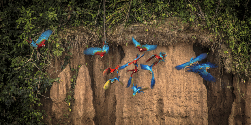 Tambopata National Reserve, Madre de Dios, Peru 