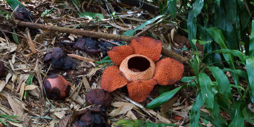  Rafflesia, ”maailman suurin kukka”.