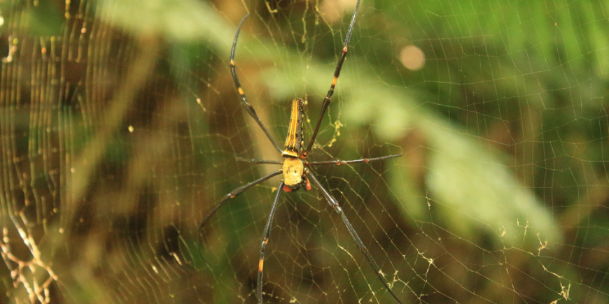 Golden Orb Spider Khao Sokin sademetsässä