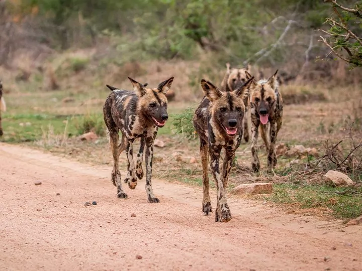 Krugerin-safari