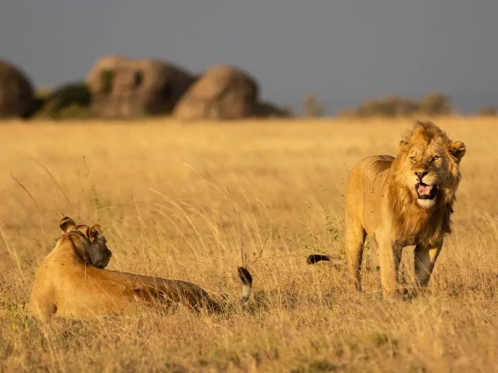 Safari Serengetissä