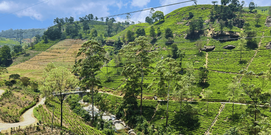 teeviljelmä sri lanka