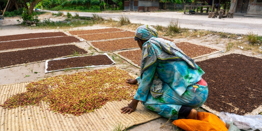 Paikallisen kylän naisia lajittelemassa mausteita 