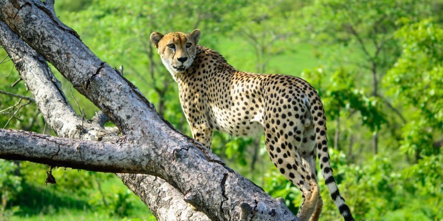 Gepardi puussa Sabi Sands Game Reservessä Etelä-Afrikassa