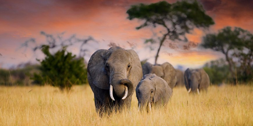 Norsu ja norsunpoikanen Tansaniassa