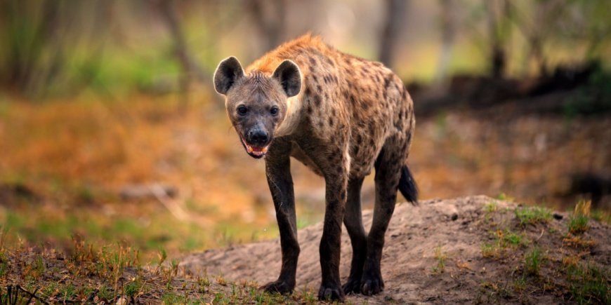 Hyeena Botswanassa