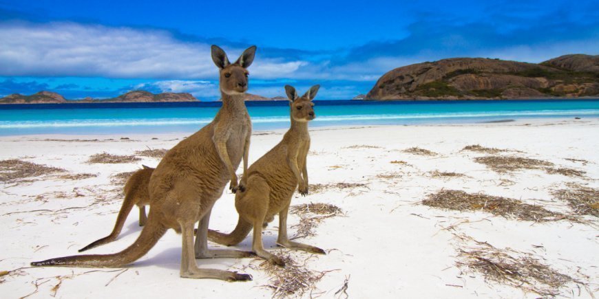 Kaksi kengurua rannalla Kangaroo Islandilla