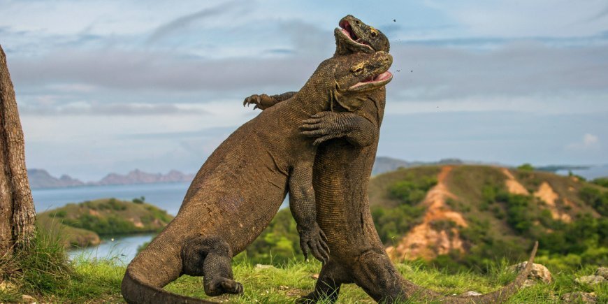 Kaksi komodolaislohikäärmettä taistelee Komodon saarella