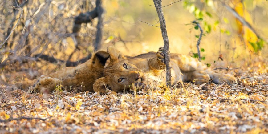 Leijona rentoutumassa Nyereren kansallispuistossa Tansaniassa