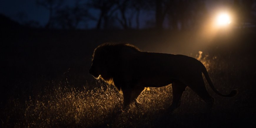 Leijona kävelemässä pimeässä Suur-Krugerin alueella