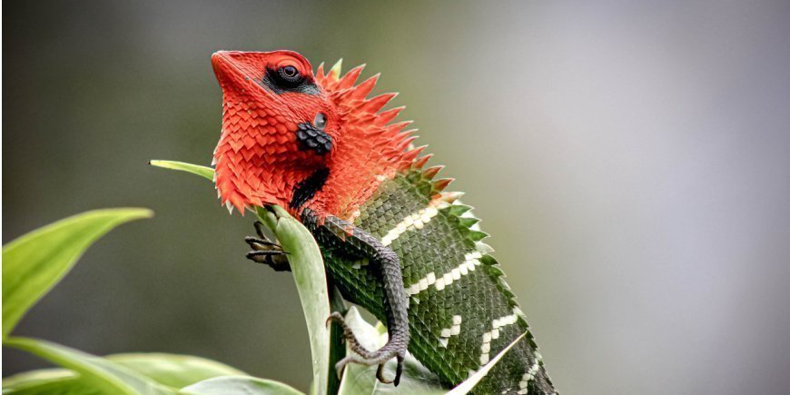 Punavihreä lisko Sinharajan sademetsässä Sri Lankassa