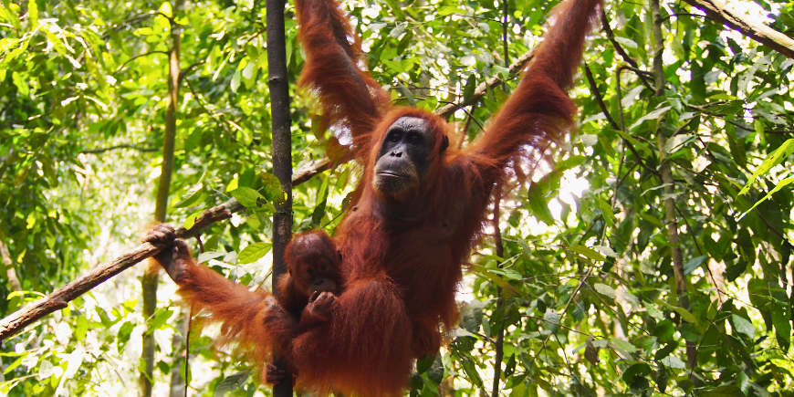 Oranki roikkuu puussa Sumatran sademetsässä