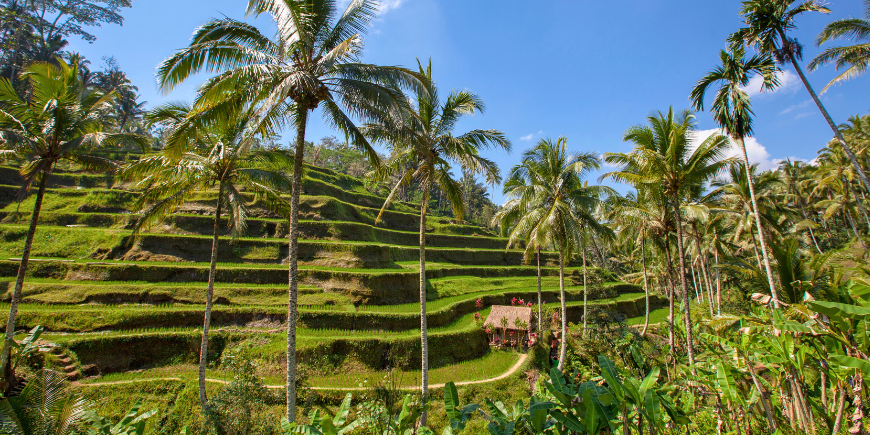 Tegallalangin riisiterassi Balilla, Indonesiassa