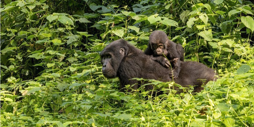 Kaksi gorillaa Bwindissä, Ugandassa.