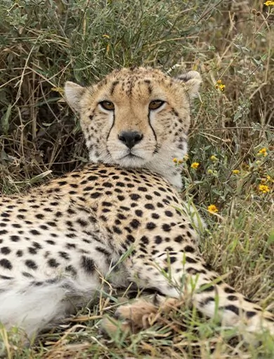 Eläinten hyvinvointi, Kaikki maat