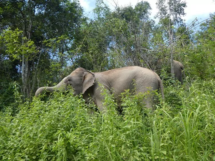 ChangChillin norsut, Thaimaa
