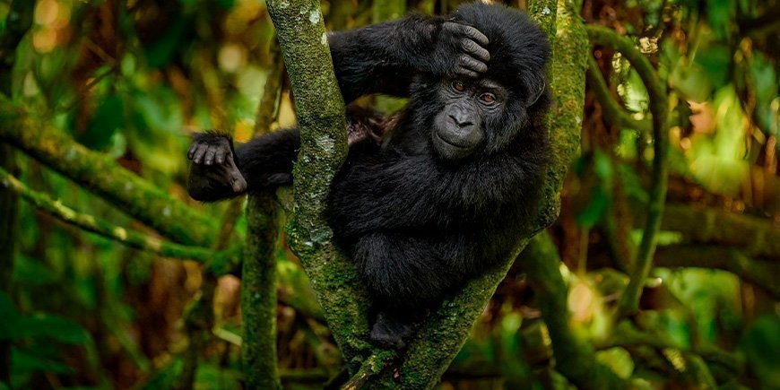 Gorillavauva Bwindin läpäisemättömässä kansallispuistossa Ugandassa