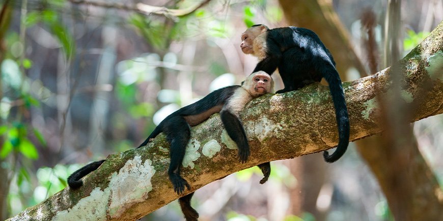 Kapusiiniapinoita Corcovadossa Costa Ricassa