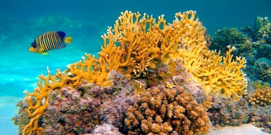 Keltaisia kaloja ja vedenalaisia koralliriuttoja Sansibarilla