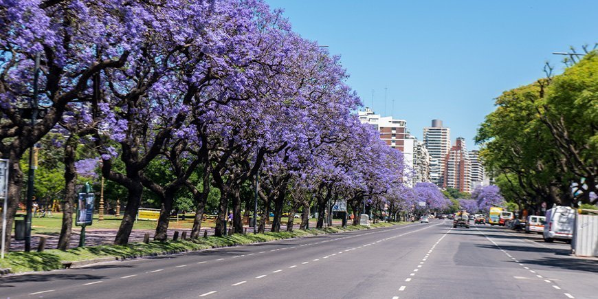Kukassa olevat jacarandapuut Buenos Airesissa, Argentiinassa.