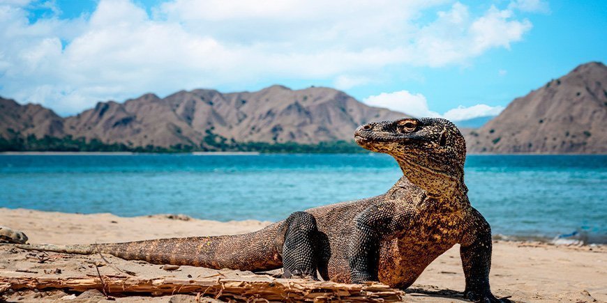 Komodon lohikäärme Komodon saarilla Indonesiassa.