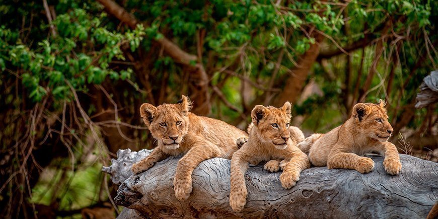  Leijonanpentuja Krugerin kansallispuistossa