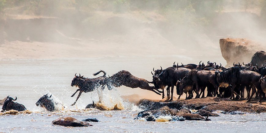 Gnu hyppää henkensä edestä Mara-joella Masai Marassa