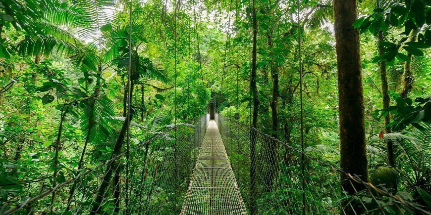 Riippusilta Monteverden puiden latvoissa Costa Ricassa.