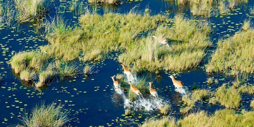 Antilooppeja Okavangon suistossa