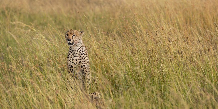 Gepardi savannilla Serengetin kansallispuistossa Tansaniassa