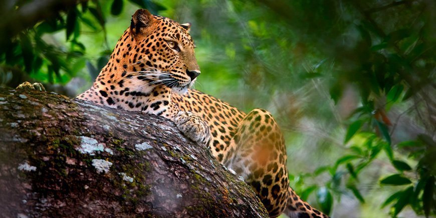 Leopardi piileskelee Yalan kansallispuiston erämaassa Sri Lankassa