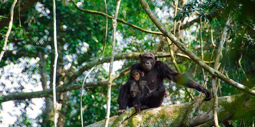 Simpansseja Kyamburan rotkossa Ugandassa.
