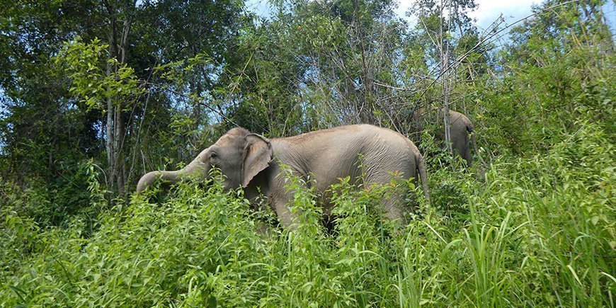 Elefantti ChangChillissä Chiang Maissa