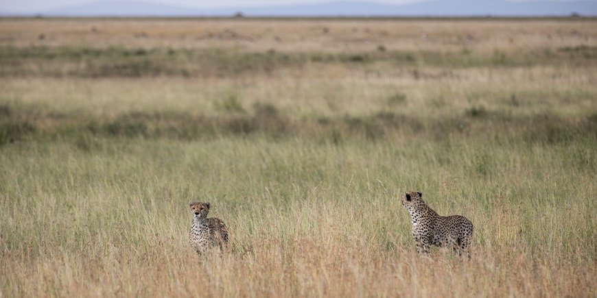 Gepardit savannilla Serengetissä.