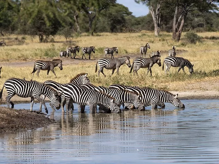 Safari Tarangiressä ja Ngorongorossa & rantaloma Sansibarilla