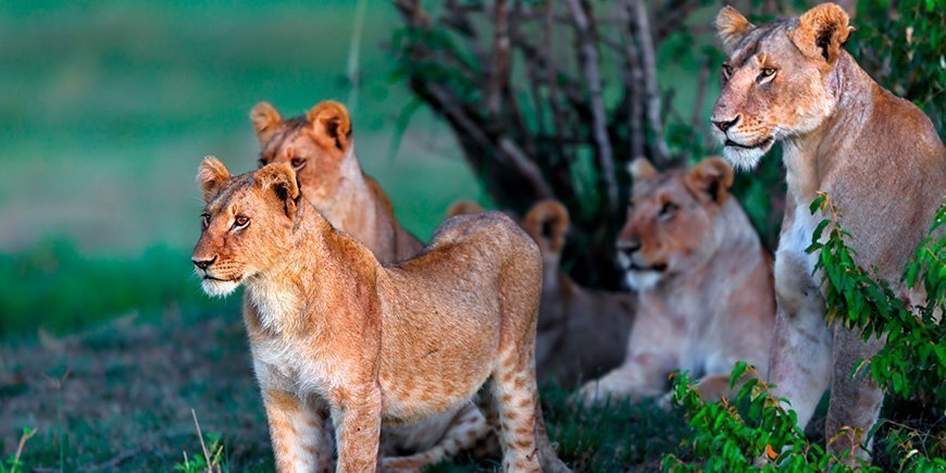 Leijonat vihreässä ympäristössä Masai Marassa, Keniassa.