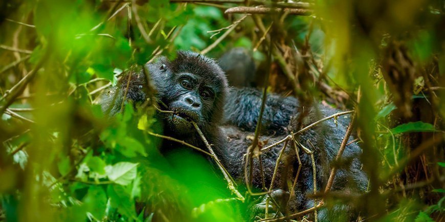 Vuorigorillan muotokuva Bwindissä, Ugandassa.