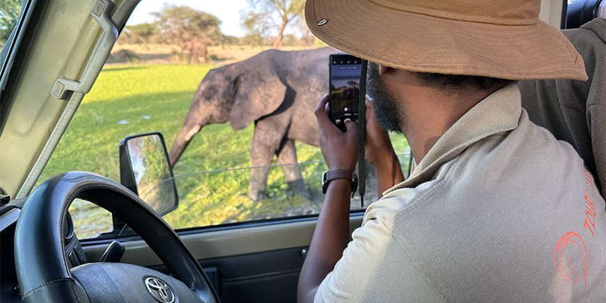 Mies TourCompass-paidassa ottaa kuvan norsusta Tansaniassa