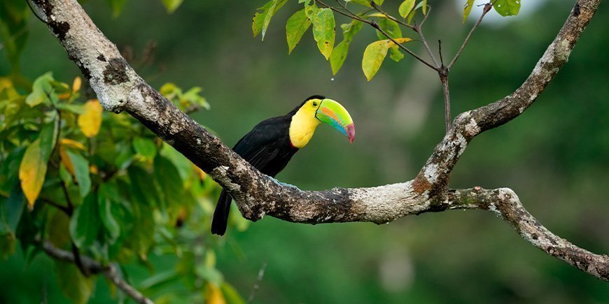 Tukaani puiden latvoissa Costa Ricassa.