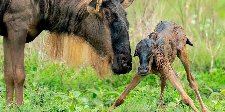 Gnu ja vastasyntynyt vasa Serengetissä, Tansaniassa.